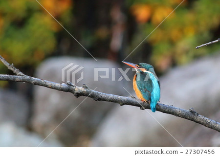 翠鳥Kawasemi河蟬 翠鳥Kawasemi河蟬 27307456