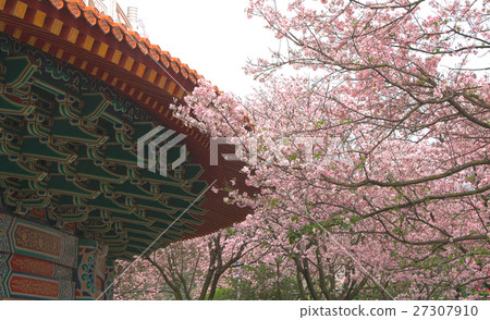 Tianyuan Palace, cherry blossom 27307910