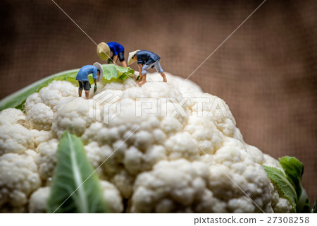 Asian farmers working in cauliflower field 27308258