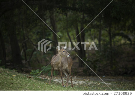 female Eld's deer, Thamin, Brow-antlered deer 27308929