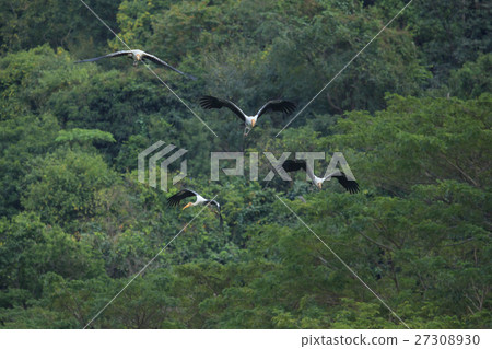 Painted Stork bird flying Painted Stork bird flying 27308930