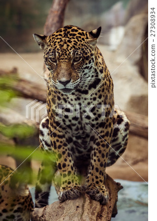 leopard ,panthera looking eyes contact leopard ,panthera looking eyes contact 27308934