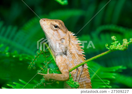 Oriental garden lizard 27309227