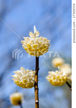 Mitsumata Edgeworthia chrysantha Mitsumata Edgeworthia chrysantha 27309334