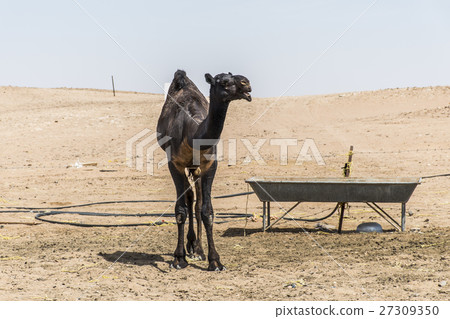 Camel funny looking inside Camera Oman salalah Camel funny looking inside Camera Oman salalah 27309350