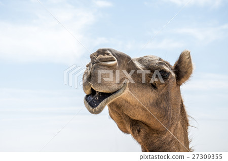 Camel funny looking inside Camera Oman salalah 6 Camel funny looking inside Camera Oman salalah 6 27309355