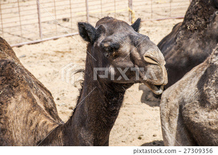Camel funny looking inside Camera Oman salalah 7 Camel funny looking inside Camera Oman salalah 7 27309356