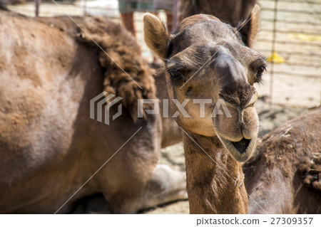 Camel funny looking inside Camera Oman salalah 8 Camel funny looking inside Camera Oman salalah 8 27309357