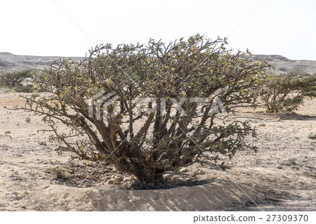 Frankincense tree plantage agriculture desert Oman 27309370