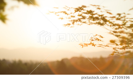 夕陽 楓葉 夕陽 楓葉 27309396