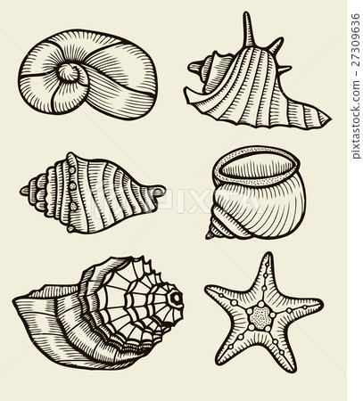 Seashells hand drawn set. 27309636