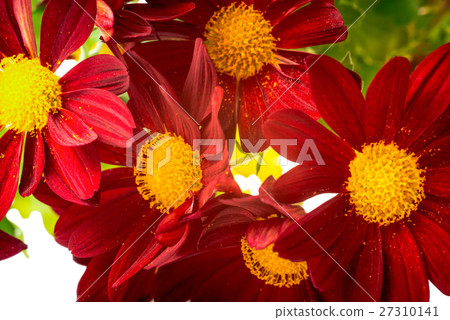 fresh red chrysanthemum is isolated on white 27310141