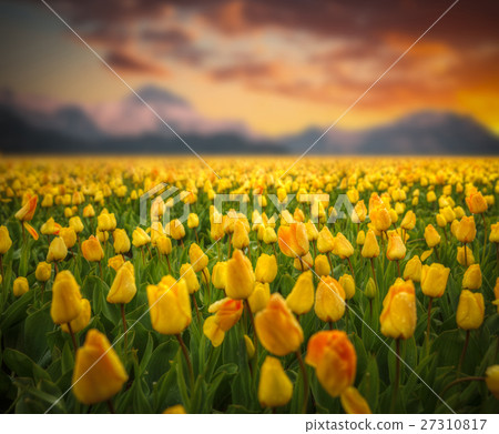 Rows of yellow tulips in Dutch Rows of yellow tulips in Dutch 27310817