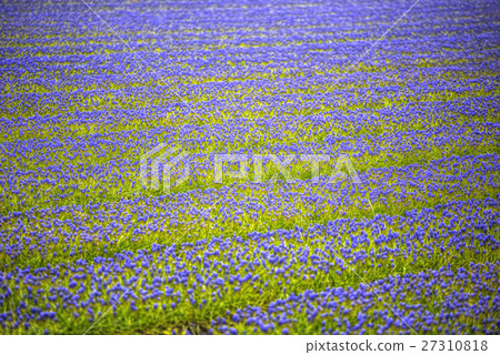 Blue Flowers Blue Flowers 27310818