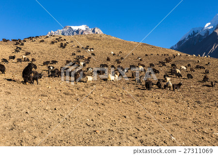 herd of goats grazing in the Himalayas Nepal 27311069