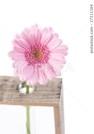 daisy flower in test tubes 27311164