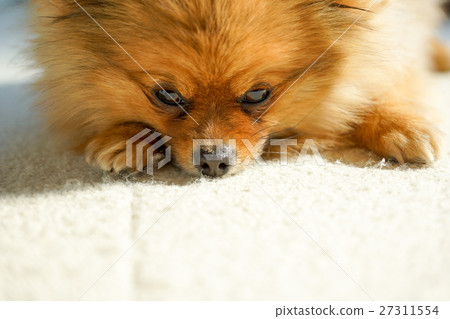 [Dog] Pomeranian still sleepy 27311554