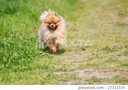 [Pomeranian]跑步博美犬 27311555