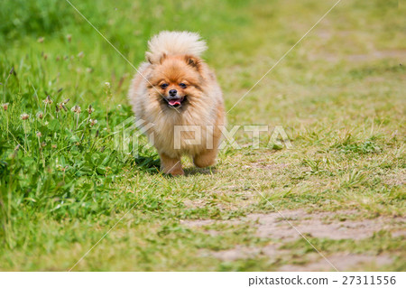 [Pomeranian]跑步博美犬 27311556