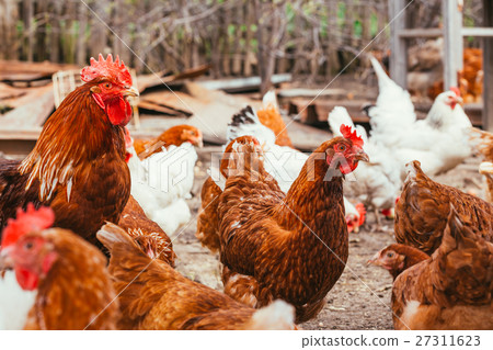 chicken and rooster walking around the yard 27311623