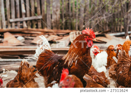 chicken and rooster walking around the yard 27311624