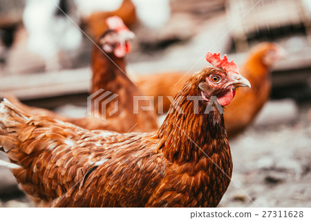chicken and rooster walking around the yard 27311628
