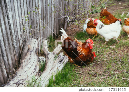 chicken and rooster walking in the grass 27311635