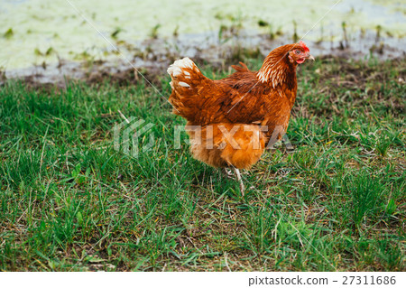 rustic chicken coloring on a background of grass rustic chicken coloring on a background of grass 27311686