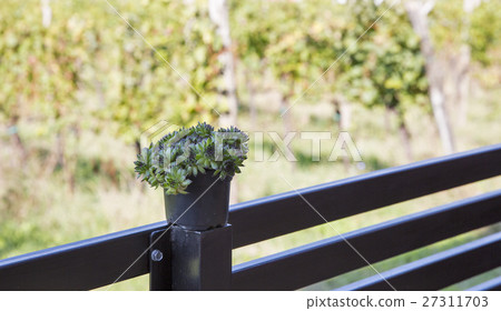 Sempervivum succulent plant in a pot Sempervivum succulent plant in a pot 27311703