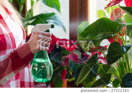 Female hand spraying water on indoor house plant 27312183