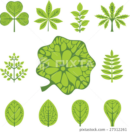 Different  types of leaves, vector illustration 27312261