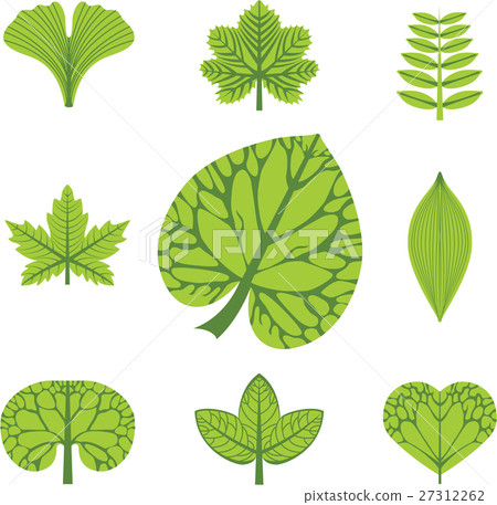 Different  types of leaves, vector illustration 27312262