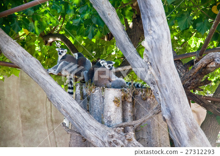 Hawaii | Honolulu Zoo Wow Temur Hawaii | Honolulu Zoo Wow Temur 27312293