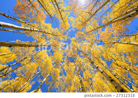 Aspen tree Fall foliage color in Colorado Aspen tree Fall foliage color in Colorado 27312318