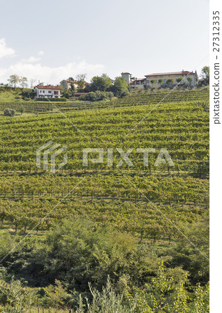 Rural mediterranean landscape with vineyards 27312335