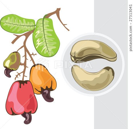 Cashew. Branch with fruits and nuts 27313041