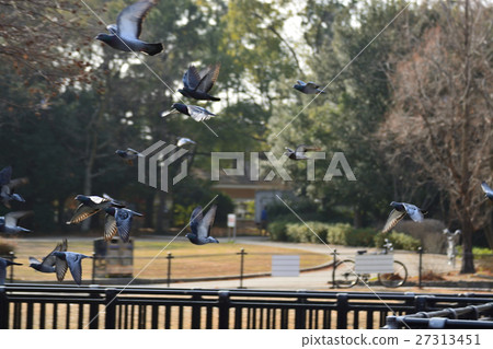伊丹市Ko Itoike公園的鴿子飛行 伊丹市Ko Itoike公園的鴿子飛行 27313451