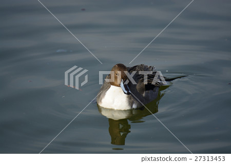 伊丹市的Kamo yo公園的Onamagamo 27313453