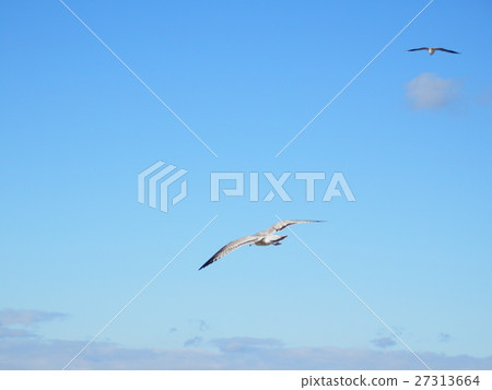 海鷗飛 27313664