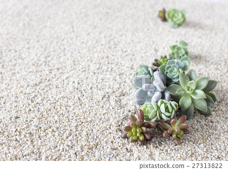 Succulent plants 27313822