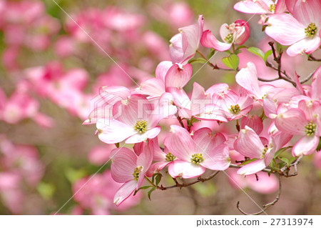 Dogwood (flower wood) 27313974
