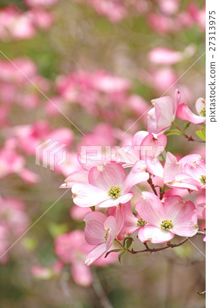 山茱萸（花木） 27313975