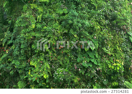 green tropical plant garden decorate on wall green tropical plant garden decorate on wall 27314281