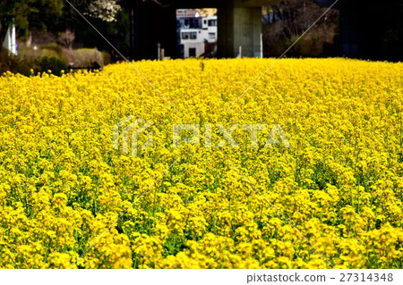 Inseparate citizen's forest Nanohana flower field 27314348