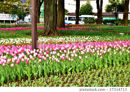 Yokohama Park Tulip Flower Bed Yokohama Park Tulip Flower Bed 27314713