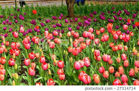 Yokohama Park Tulip Flower Bed Yokohama Park Tulip Flower Bed 27314714