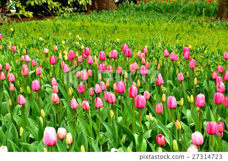 Yokohama Park Tulip Flower Bed Yokohama Park Tulip Flower Bed 27314723