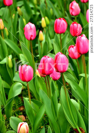 Yokohama Park Tulip Flower Bed Yokohama Park Tulip Flower Bed 27314725