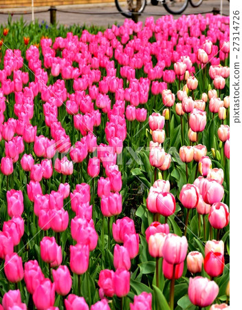 Yokohama Park Tulip Flower Bed Yokohama Park Tulip Flower Bed 27314726