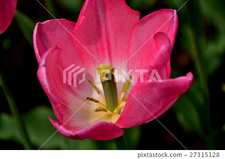 橫濱公園鬱金香花床 27315128